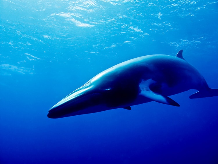 A Minke whale.