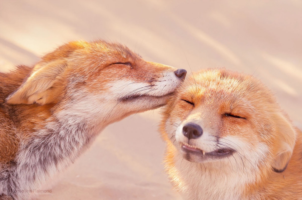 Beautiful Photos Capture Affection Between Red Foxes
