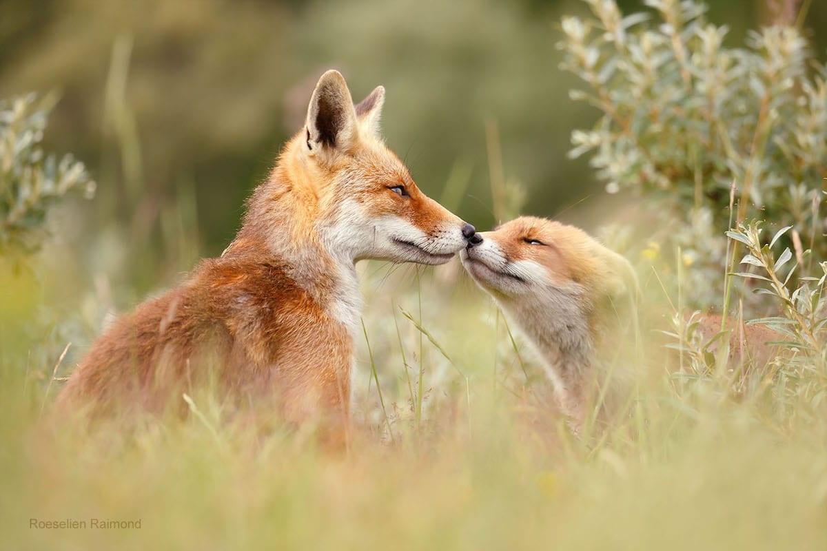 Fox Portraits by Roeselien Raimond