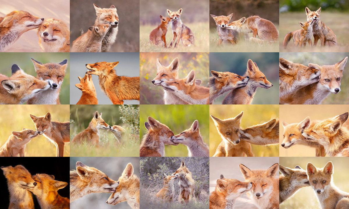 Fox Portraits by Roeselien Raimond