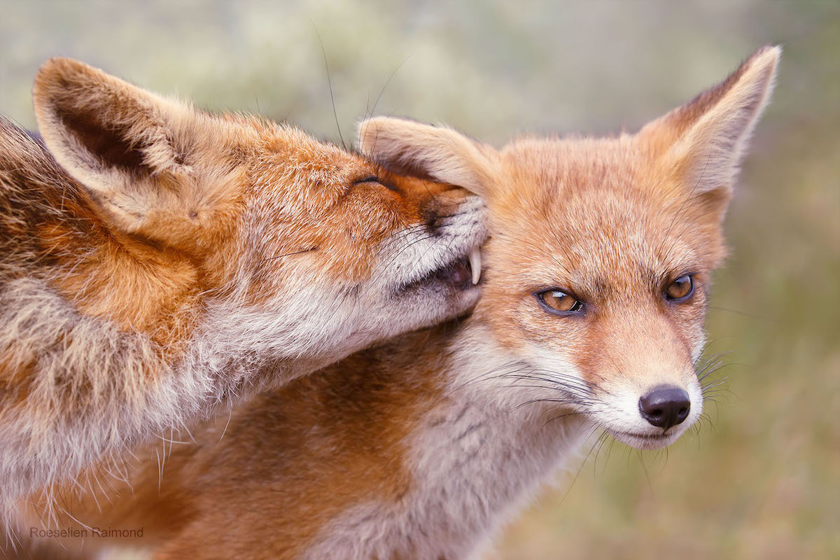 Fox Portraits by Roeselien Raimond