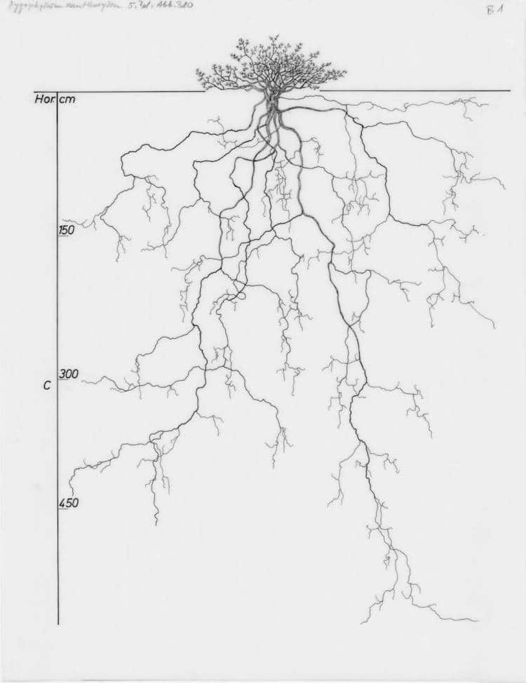 Tree Root System Drawings