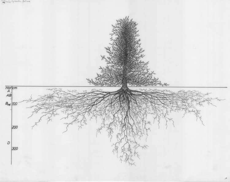 Dibujos antiguos exploran la belleza invisible de las raíces de los árboles