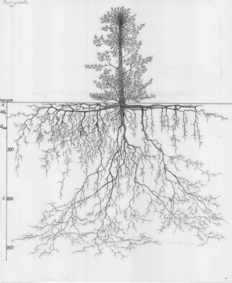 plant roots drawing