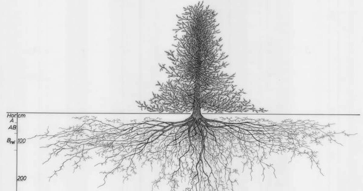 plant roots drawing