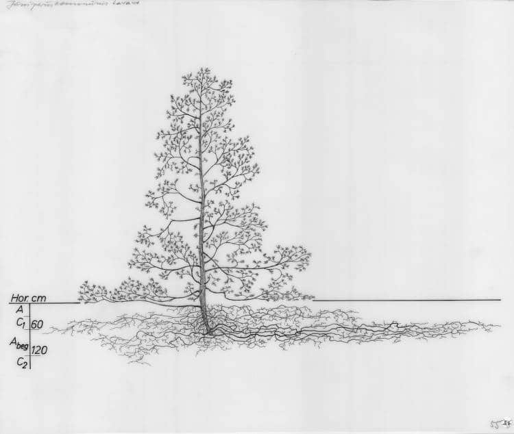 pine tree roots drawing