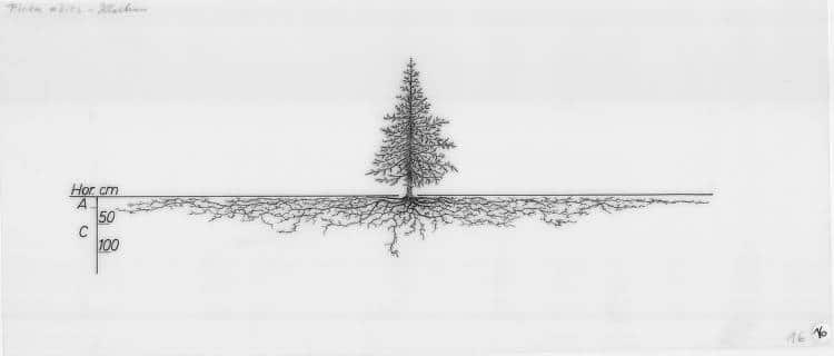 pine tree roots drawing