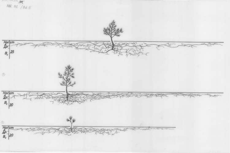 Tree Root System Drawing