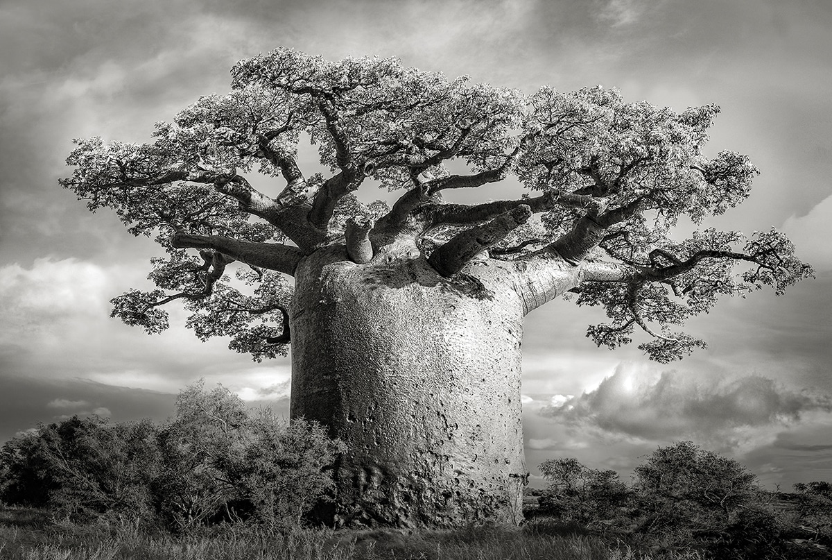 BAOBAB Andombiry Forest