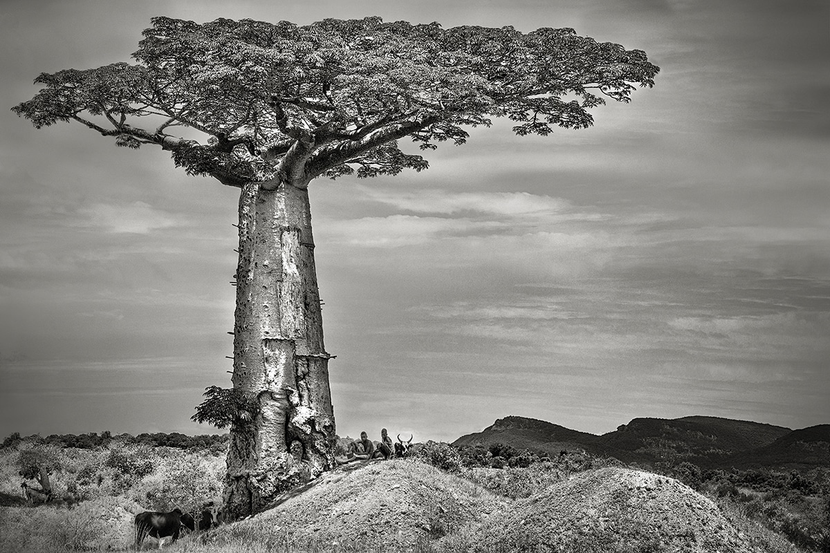 BAOBAB Tree Ankoabe Beth Moon