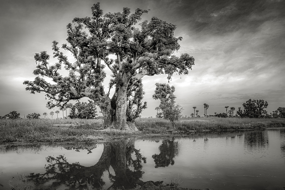 BAOBAB Tree Beth Moon