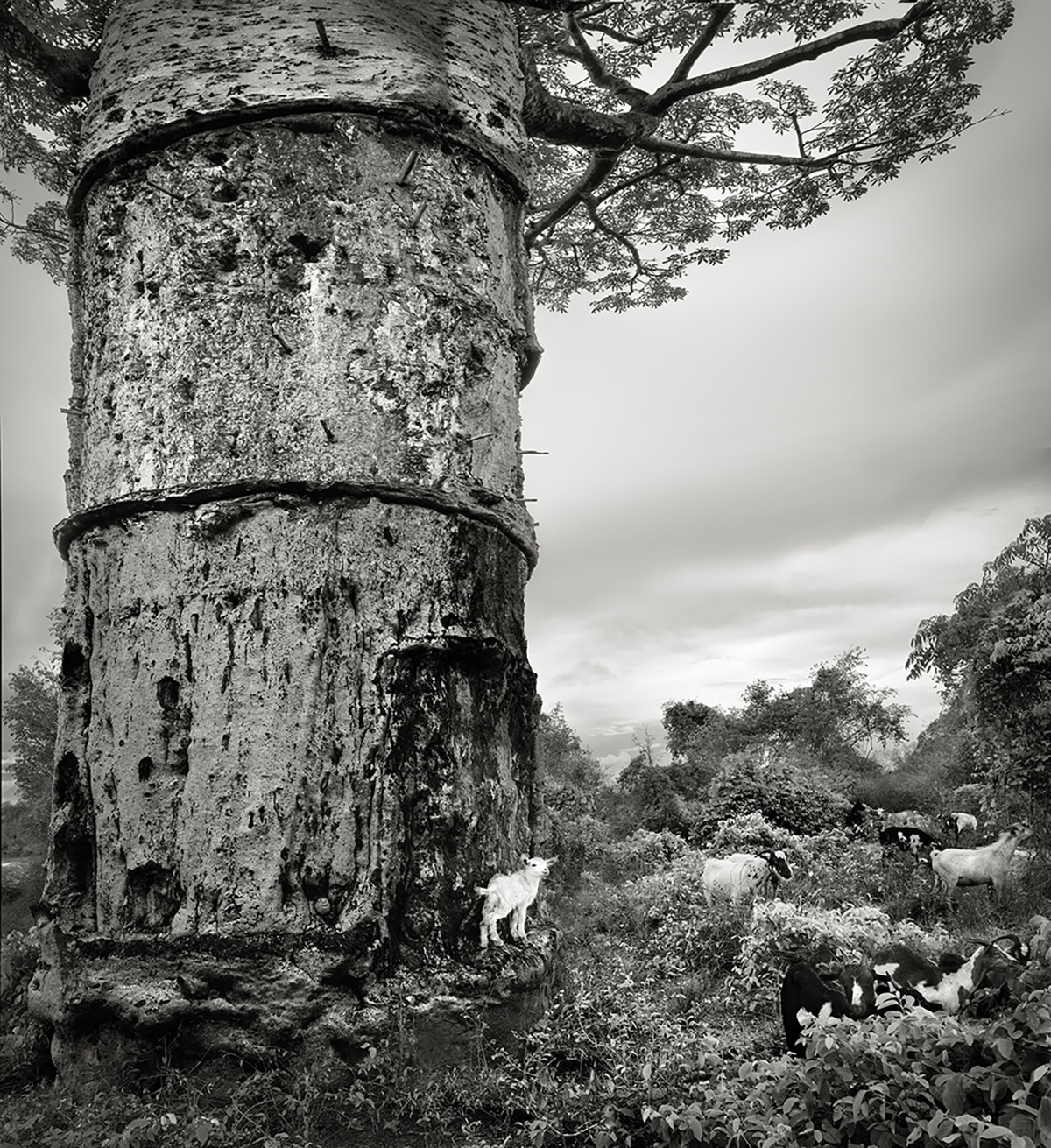 Photographer Beth Moon Takes Stunning Black-And-White Images of Ancient Baobab Trees in Madagascar