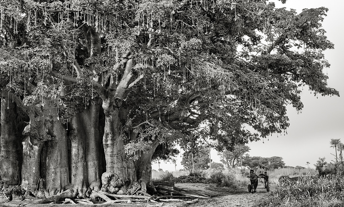 Baobab of Samba Dia