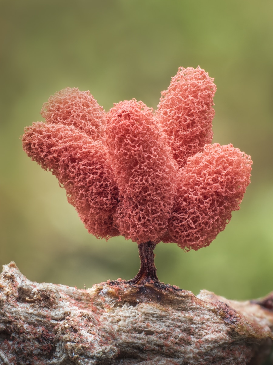 Arcyria denudata Slime Mold