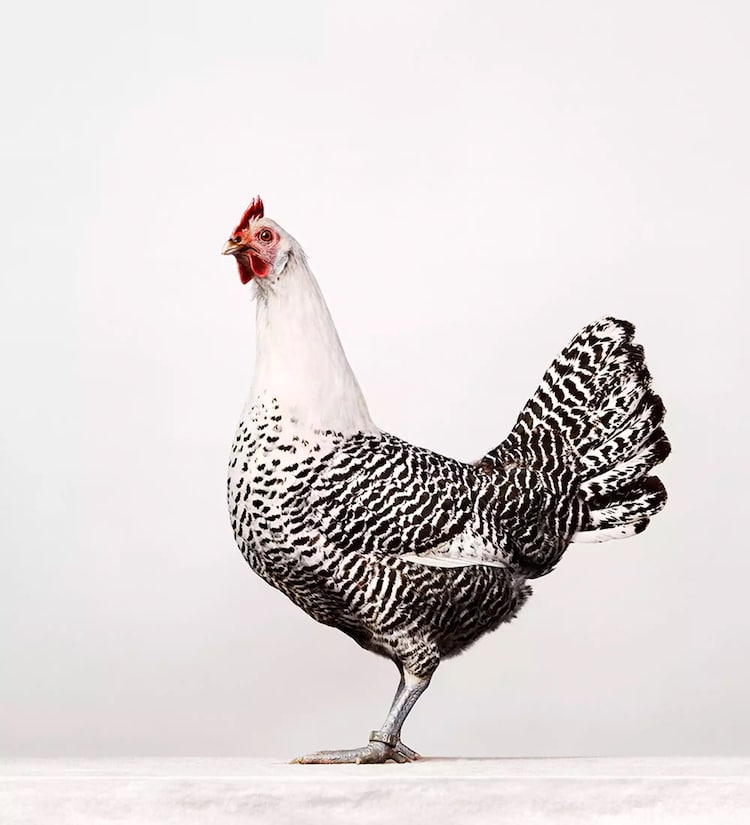 Portraits of Chickens, Hens, and Roosters by Alex ten Napel