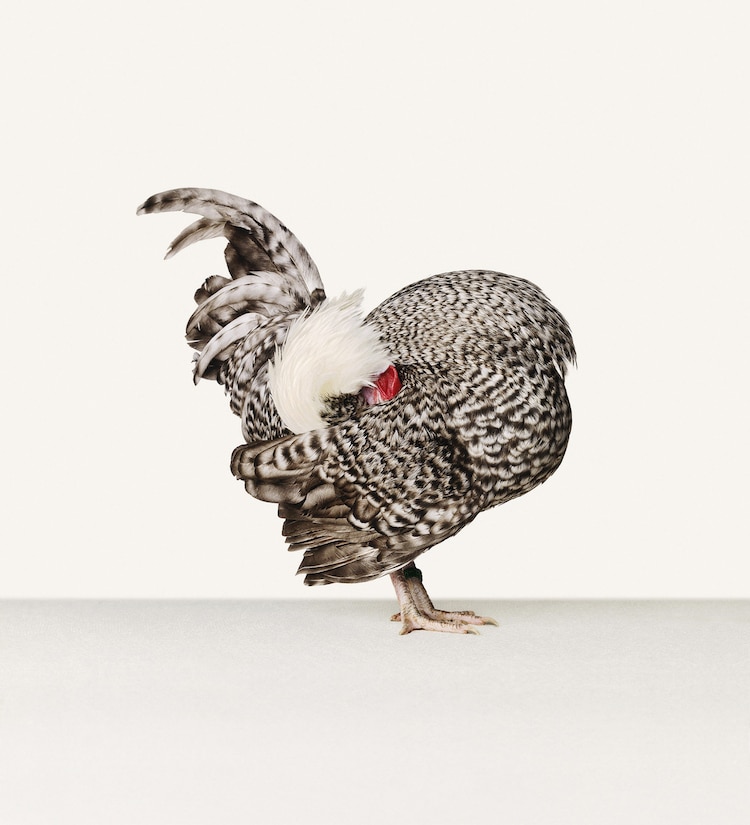 Portraits de poule et de coq par Alex ten Napel