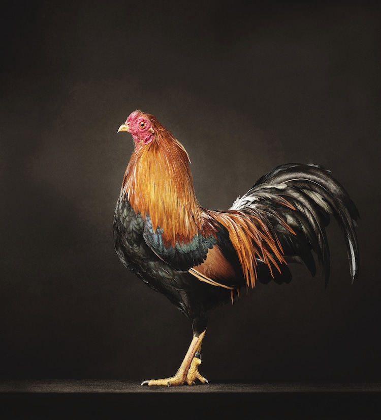 Portrait d'art d'un coq