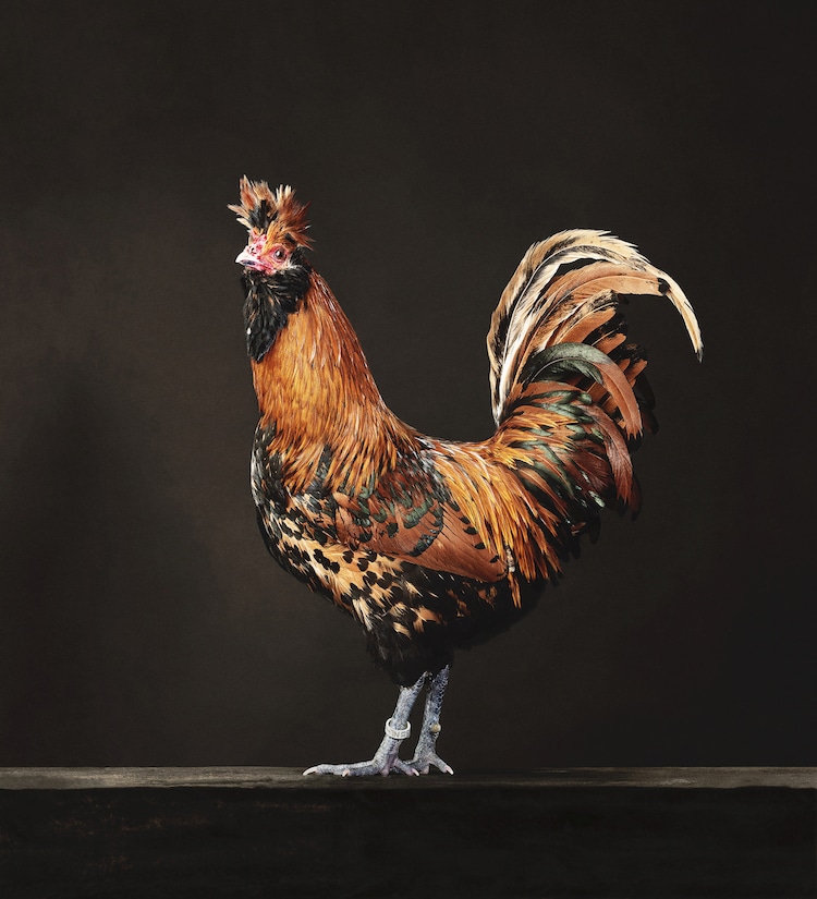 Rooster Portrait by Alex ten Napel