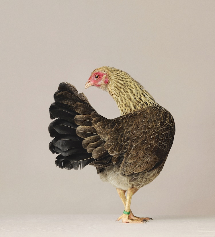 Beautiful Portrait of a Hen