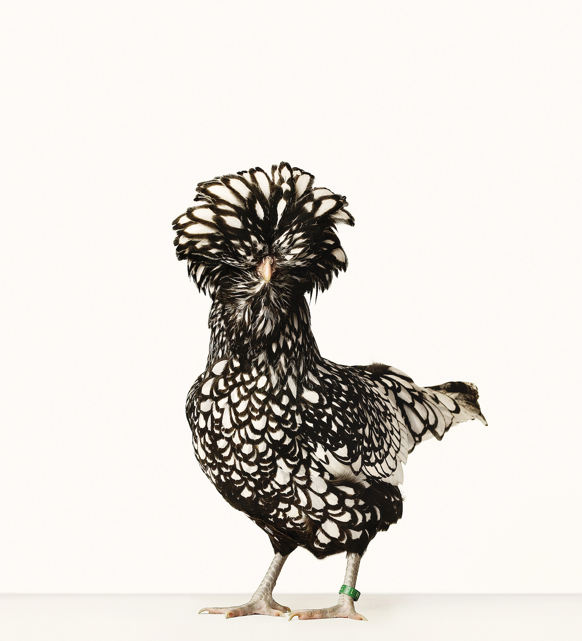 Portraits of Chickens, Hens, and Roosters by Alex ten Napel