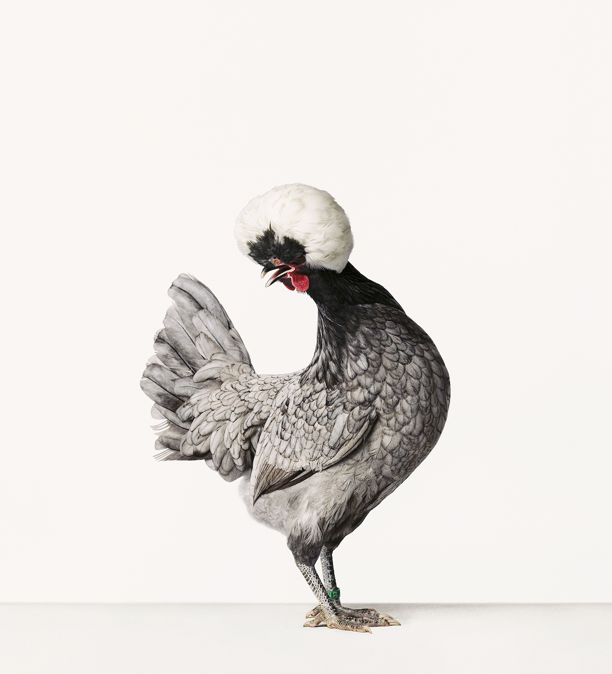 Portraits de poulets, poules et coqs par Alex ten Napel