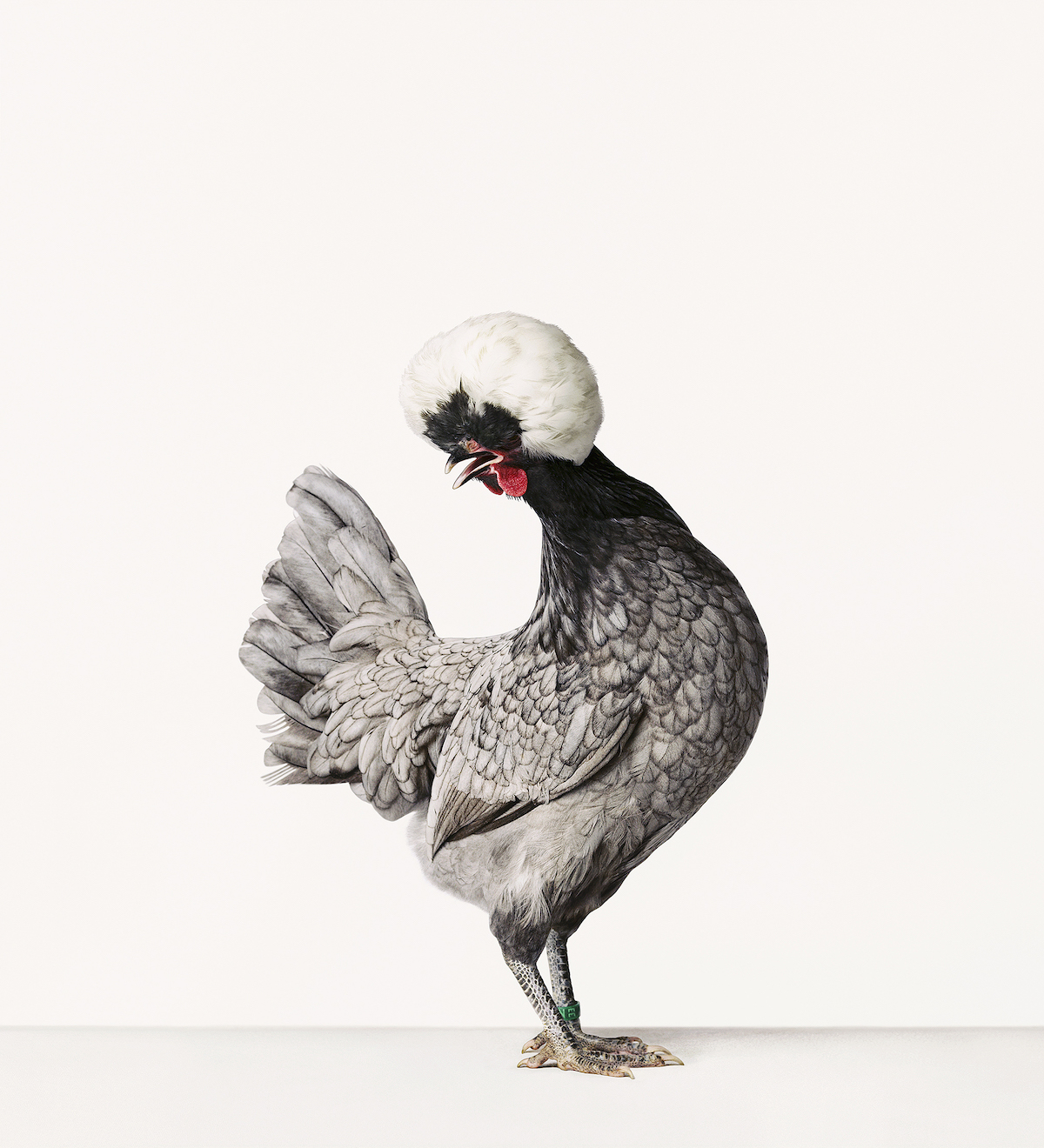 Portraits of Chickens, Hens, and Roosters by Alex ten Napel