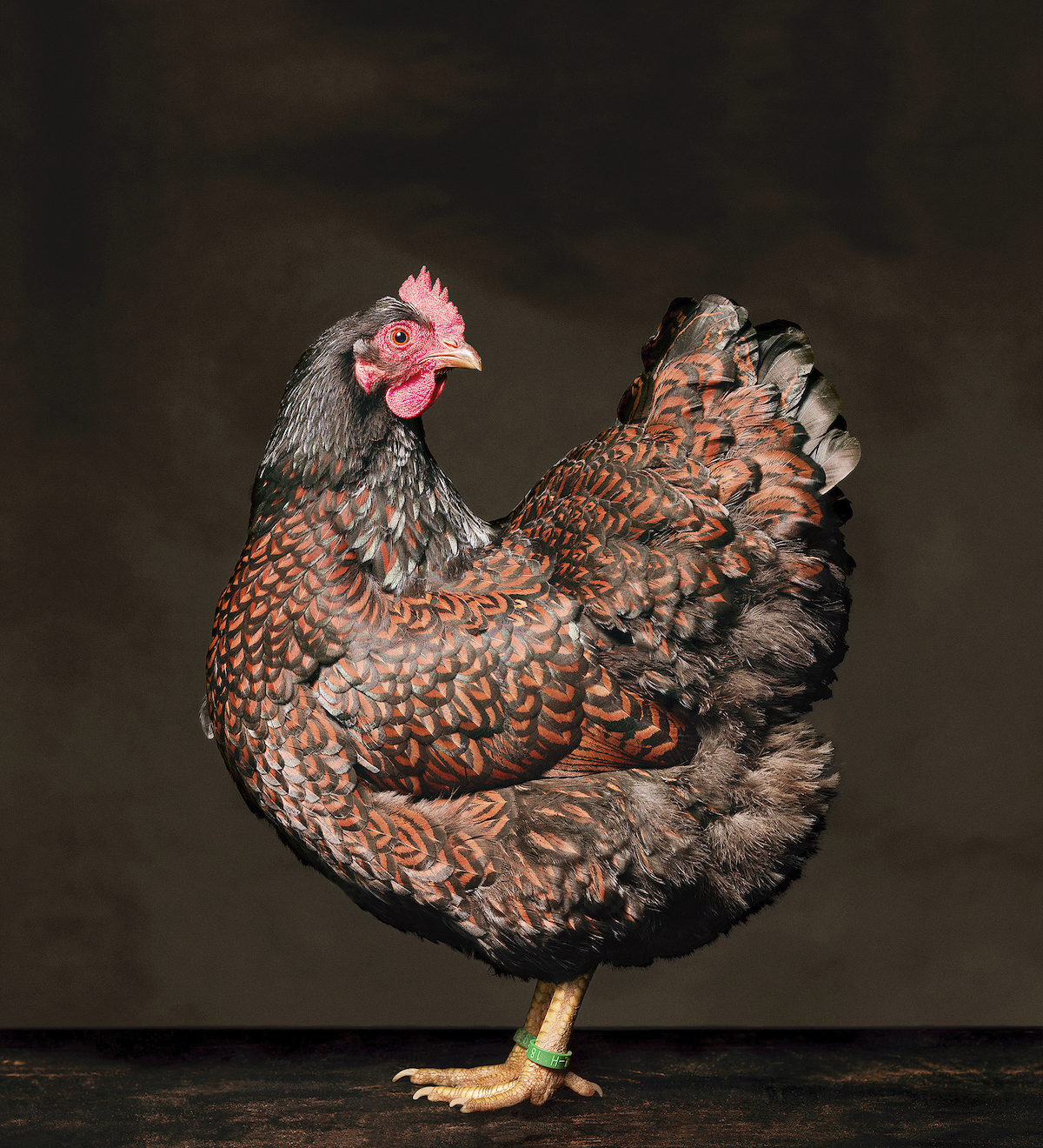 Portraits of Chickens, Hens, and Roosters by Alex ten Napel