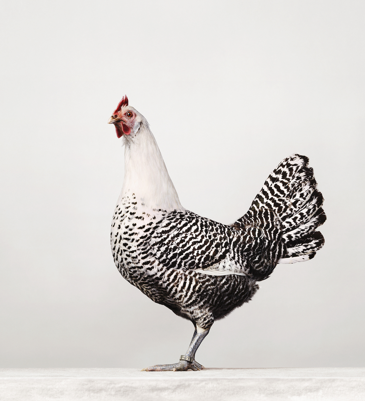 Portraits of Chickens, Hens, and Roosters by Alex ten Napel