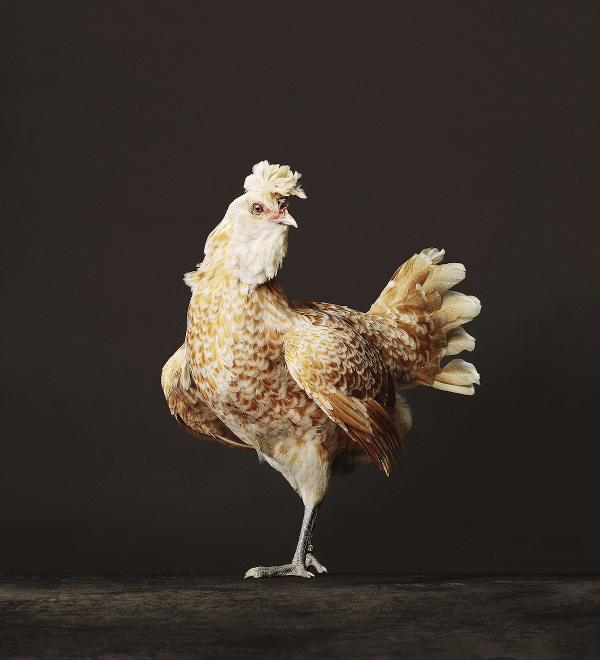 Portraits de poulets, poules et coqs par Alex ten Napel