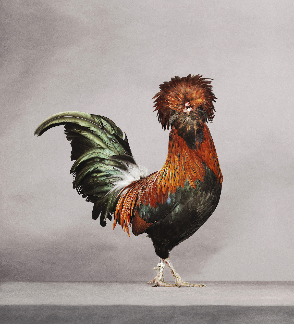 Fine Art Photography of Hens and Roosters by Alex ten Napel