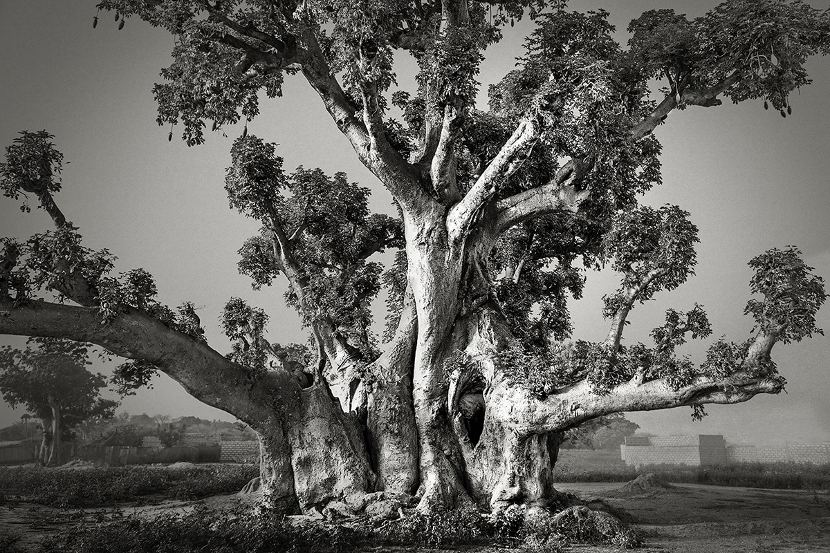 Sacred Baobab Tree of Nianing, Senegal