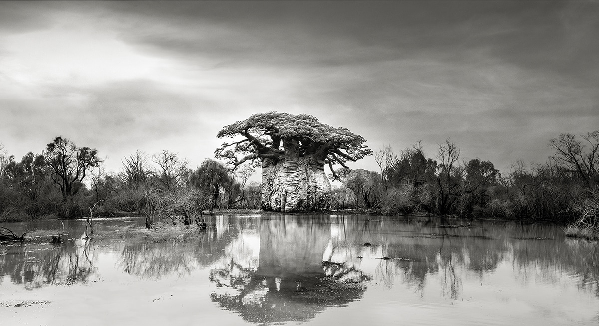 Photographer Beth Moon Takes Stunning Black-And-White Images of Ancient Baobab Trees in Madagascar
