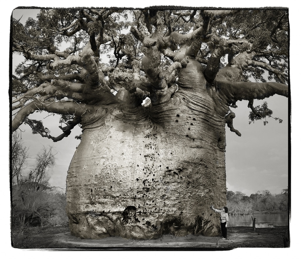 Photographer's Incredible Images Of Ancient Baobab Trees