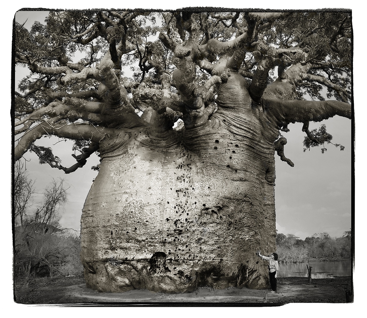 Photographer Beth Moon Takes Stunning Black-And-White Images of Ancient Baobab Trees in Madagascar