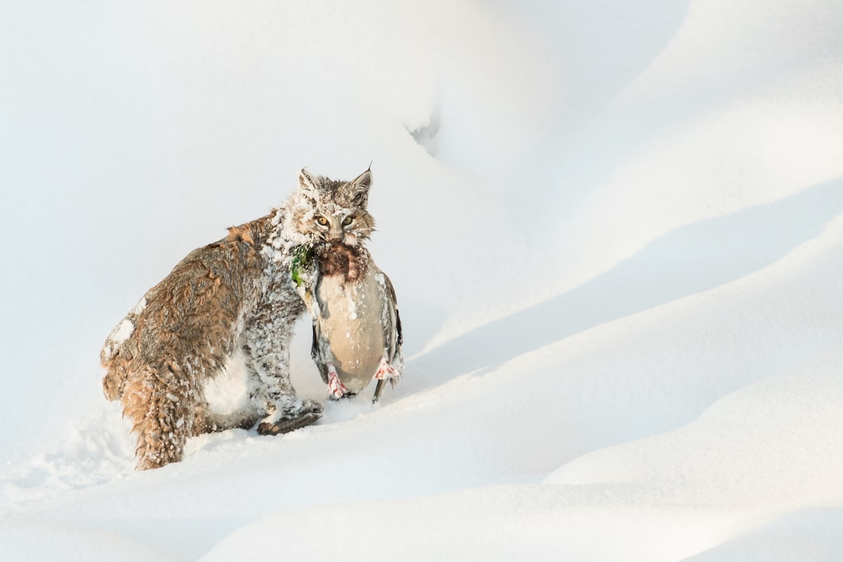 Bobcat Hunt in Yellowstone National Park