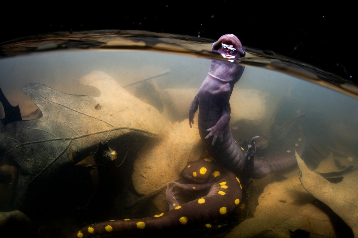 Dėmėtoji salamandra kyla iš vandens kvėpuoti