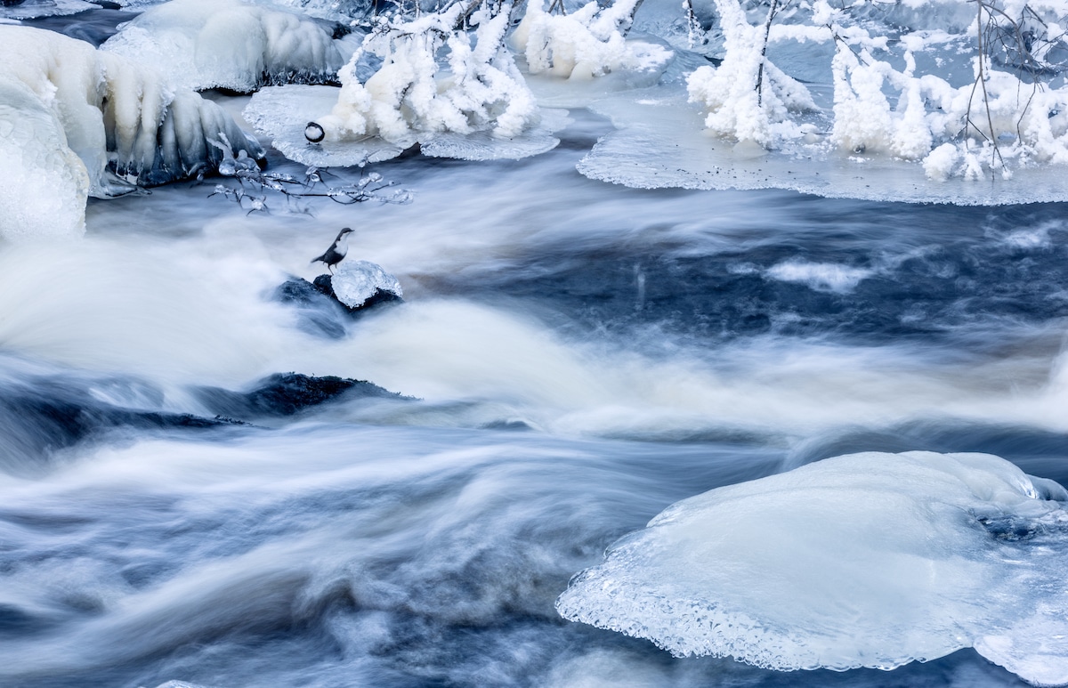 Baltasis rykštukas, stovintis ant uolos ledinėje upėje