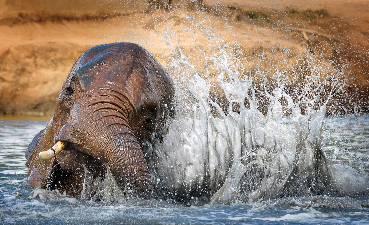 Young Elephant Splashing in a Waterhole