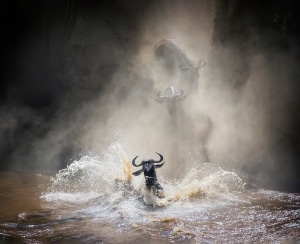 Incredible Winners of WildArt Photographer of the Year WET Contest