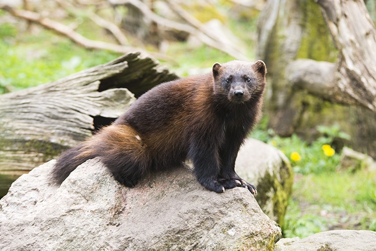 Rare Wolverine Sited by Family in Yellowstone National Park