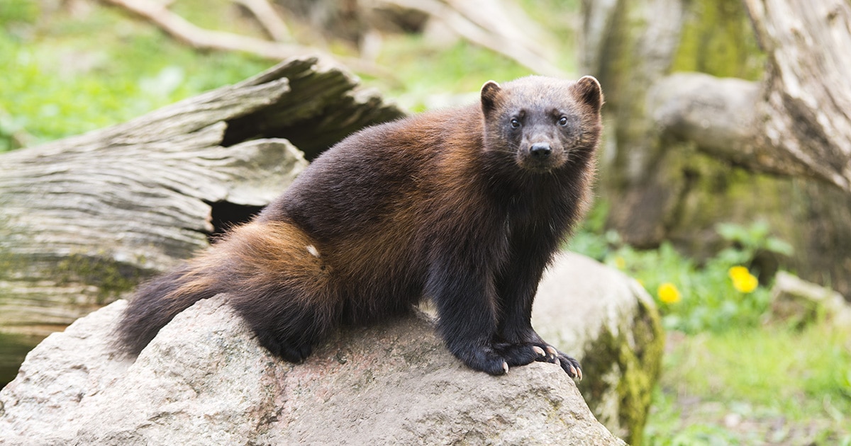 Rare Wolverine Sited by Family in Yellowstone National Park