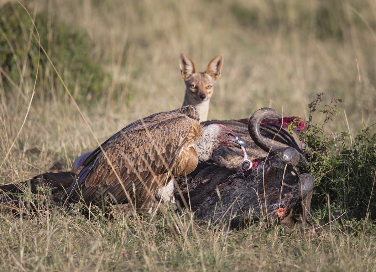 Vulture and fox feasting on wildebeest
