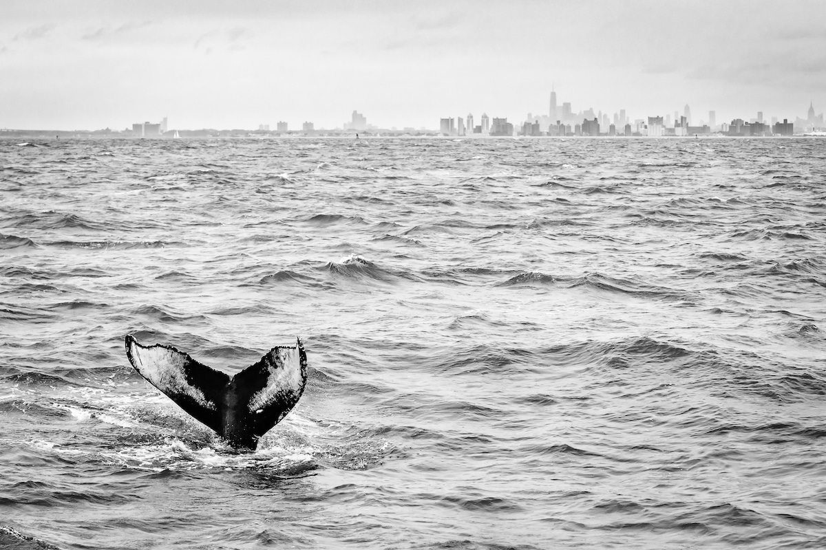 Humpback Whale Tail Emerging from the Water in New York City