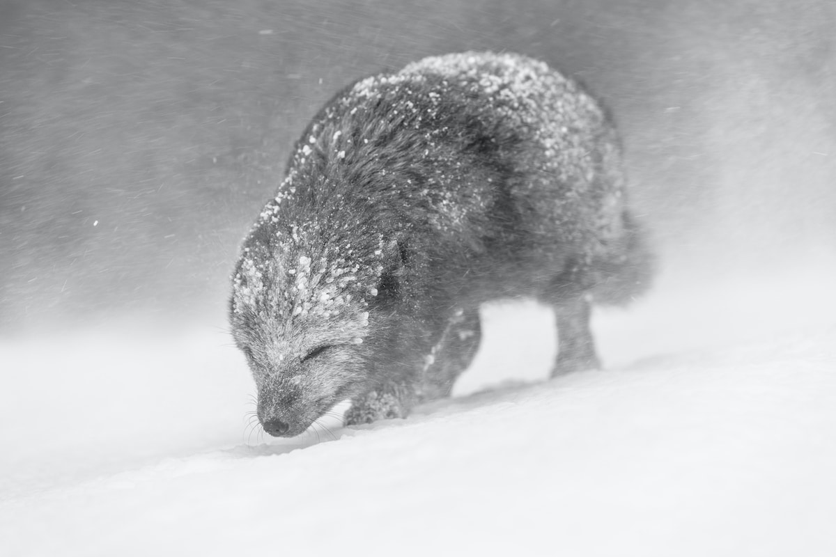 Rare blue morph arctic fox in the snow in Iceland