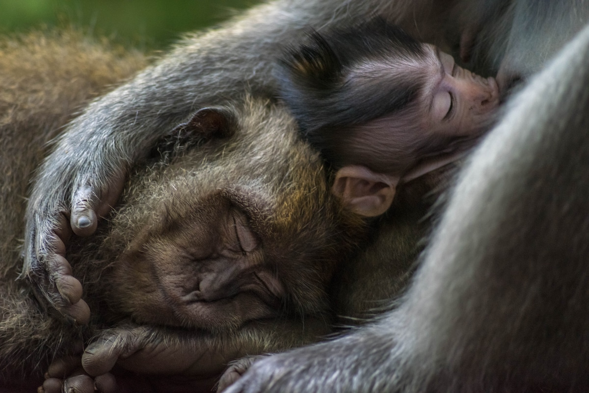 Long Tailed Macaques in Bali