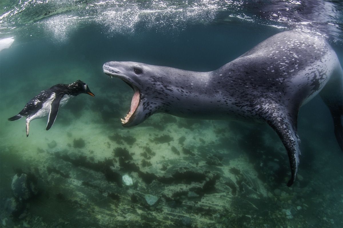 Leopard seal chasing a Gentoo penguin