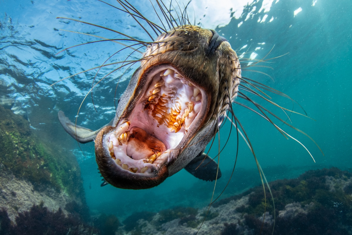 Juvenile California sea lion with mouth open