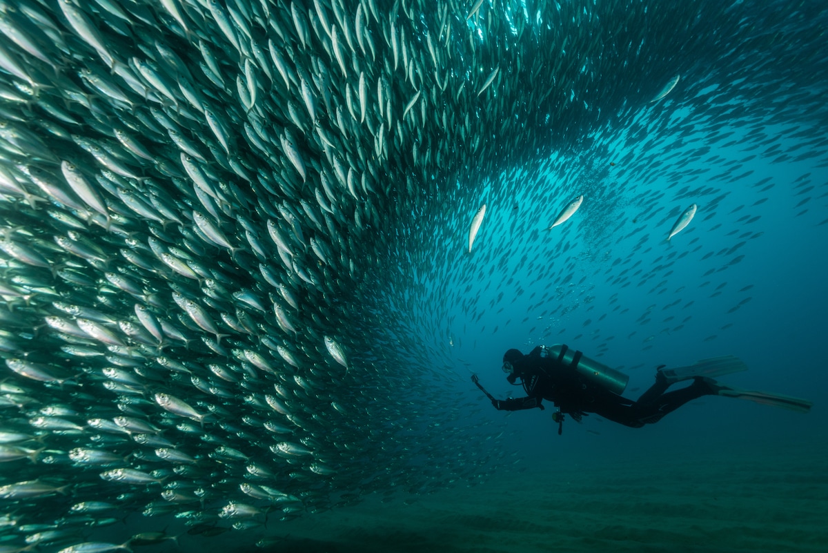 Scuba diver with a school of mackerel
