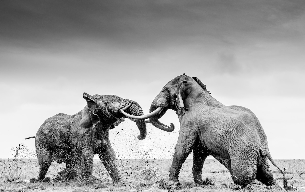 Elephants at Amboseli National Park, Kenya
