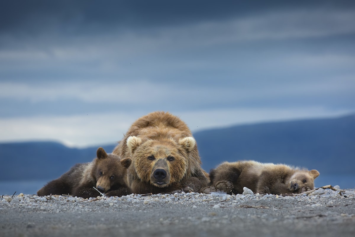 Brown bear mother and her cubs in South Kamchatka Sanctuary